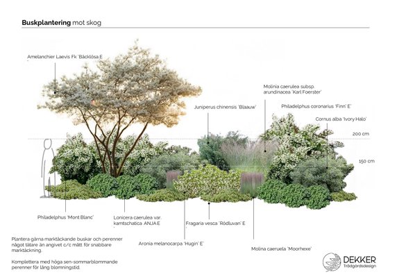 skiss buskplantering projekt skogsnära trädgård